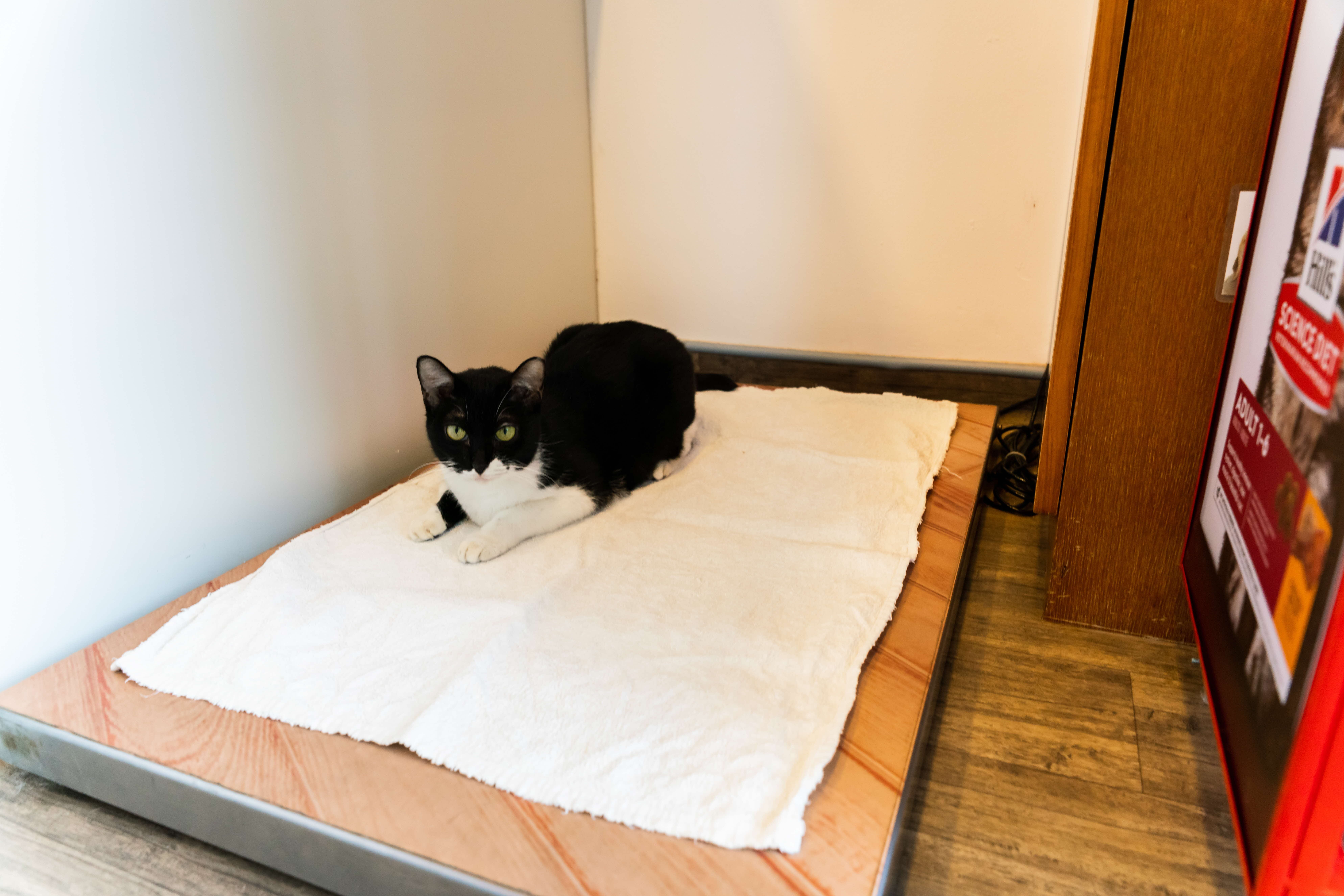 A photograph of a cat lying on a pillow in a small room